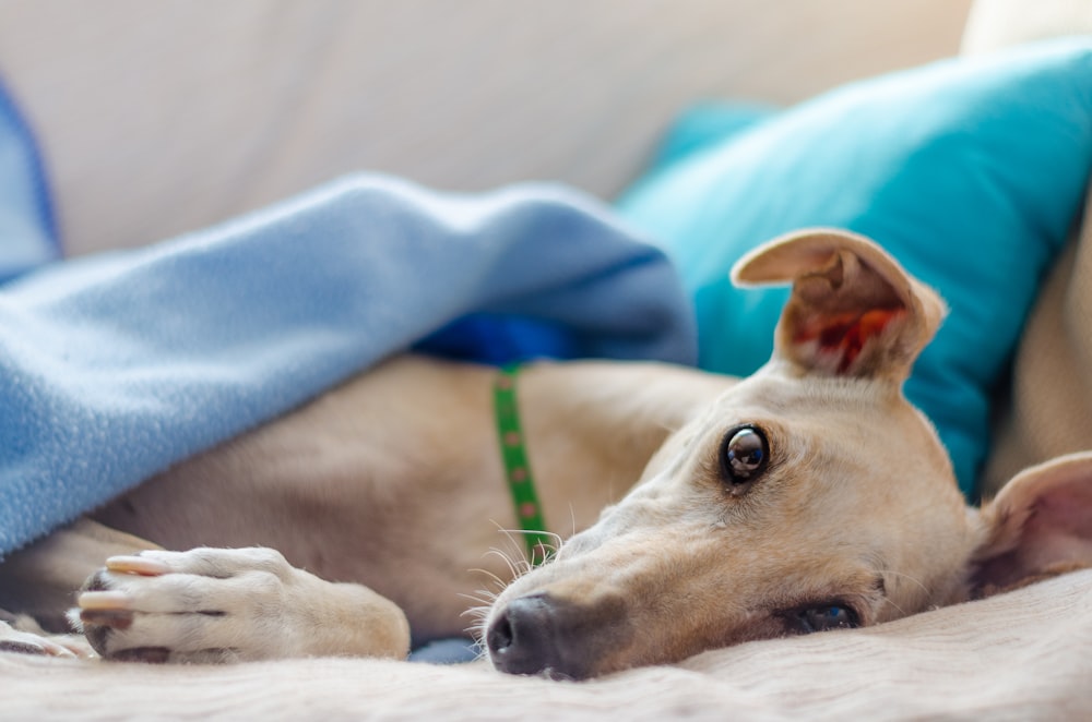 close-up photography of adult gray hound