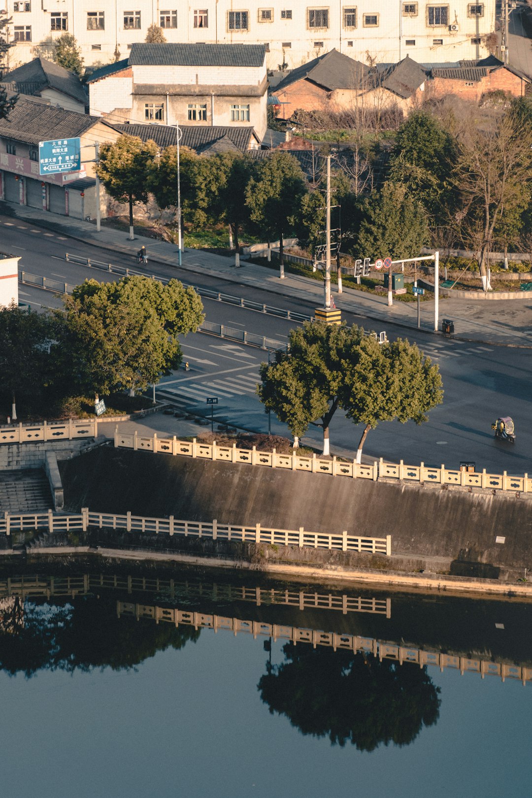 trees in city