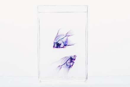 two purple fish on glass
