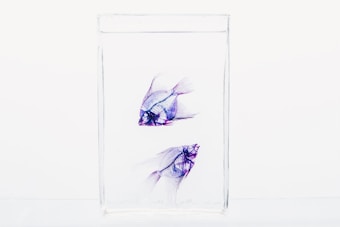Two delicate fish with translucent bodies and purple hues swim inside a clear glass tank set against a pale background. The minimalistic aesthetic highlights the fish's intricate fin structures and ethereal appearance.