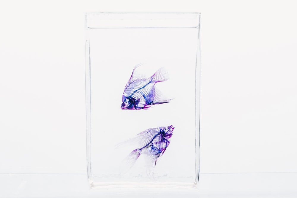 Dos peces morados en vidrio