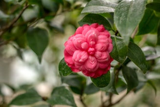 A bright pink camellia blossom resting gently on a wooden bench, with soft-focus greenery in the background.