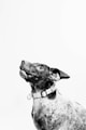 grayscale photography of dog
