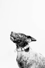 grayscale photography of dog