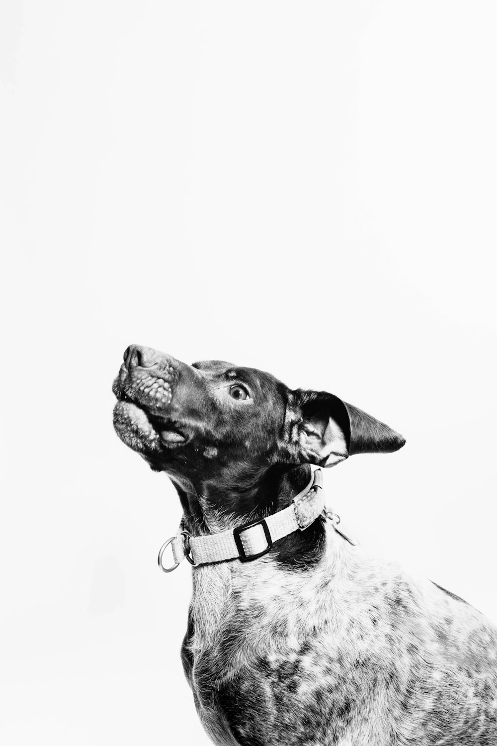 grayscale photography of dog