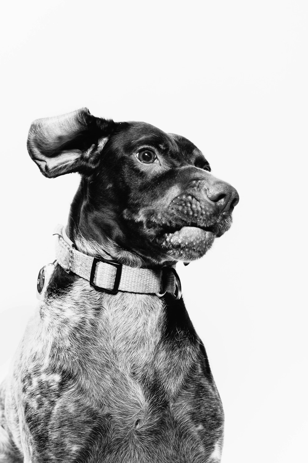 grayscale photography of adult duck trolling retriever