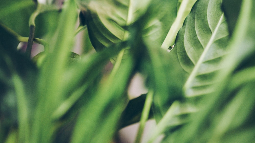 closeup photo of green-leafed plant