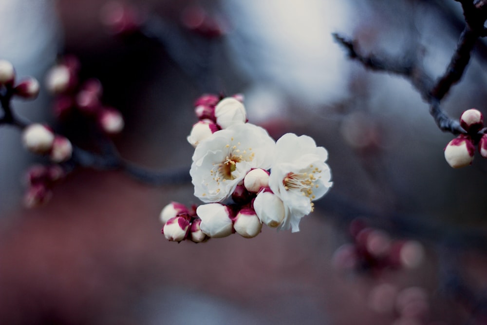 close-up photograhpy of white petaled flower