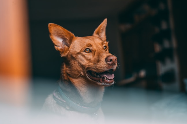 A happy, alert-looking dog with pointy ears and a reddish-brown coat sits indoors. The background is blurred, creating a shallow depth of field that focuses the viewer's attention on the dog.
