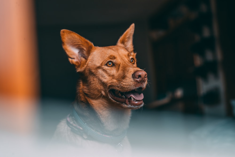 selective focus photography of adult short-coated brown dog