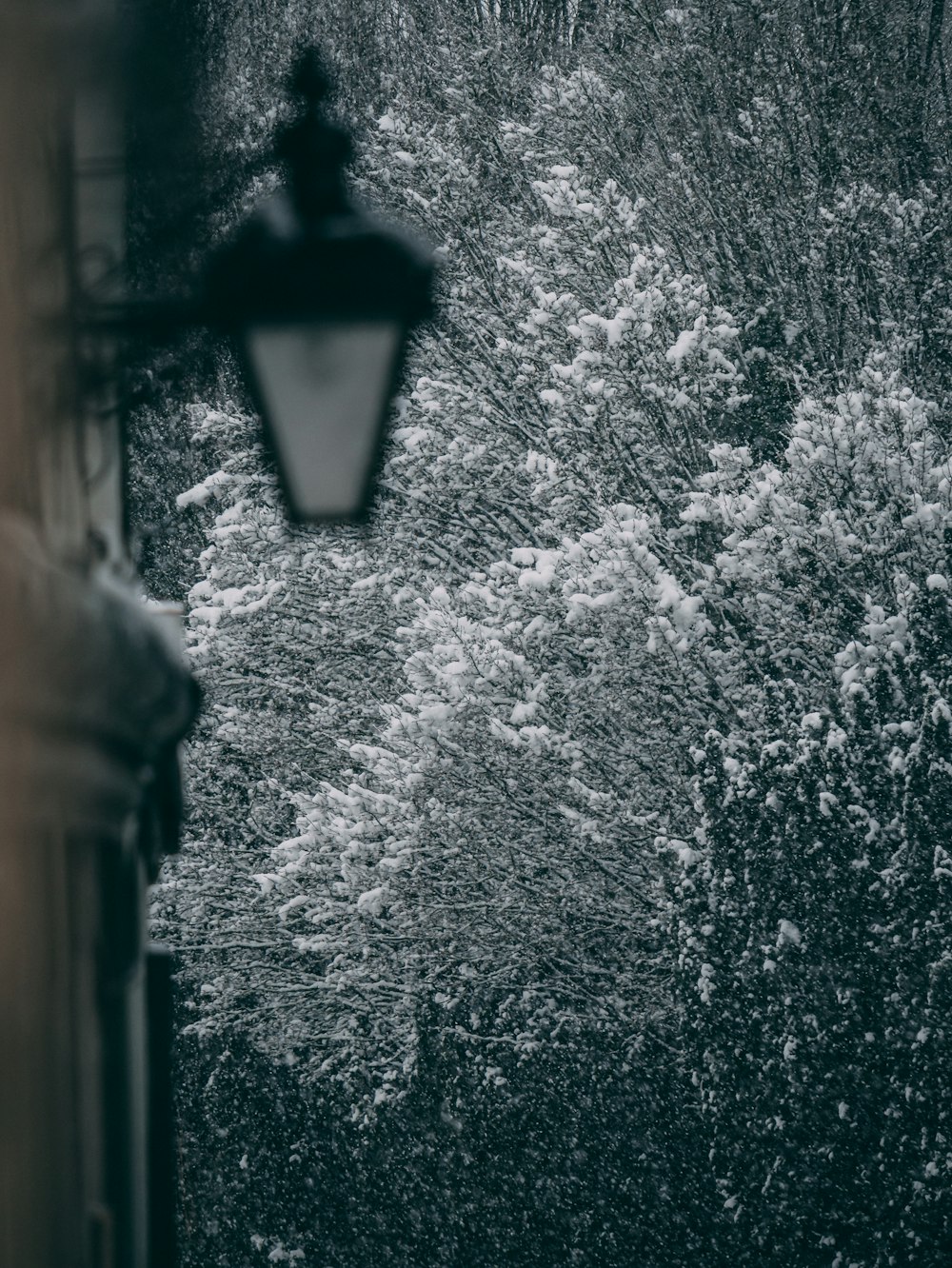 Selektive Fokusfotografie eines schneebedeckten Baumes