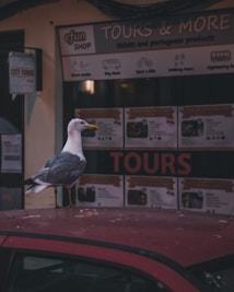 A seagull is perched on the roof of a red car parked in front of a tourist shop. The shop has a sign advertising tours and other Portuguese products. The background features informational posters.