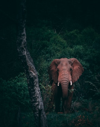 brown mammoth on middle of woods during daytime