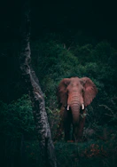 brown mammoth on middle of woods during daytime
