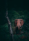 Mgahinga Gorilla National Park