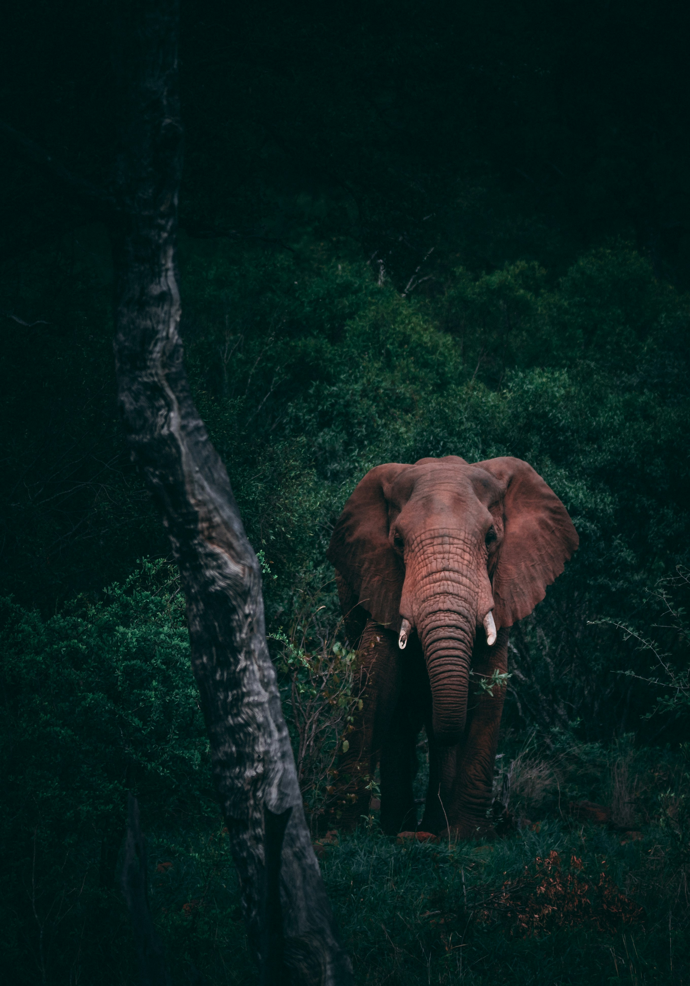 Elephants at Thekkady