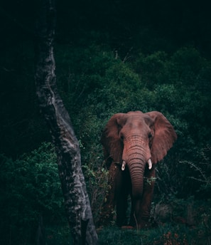 brown mammoth on middle of woods during daytime