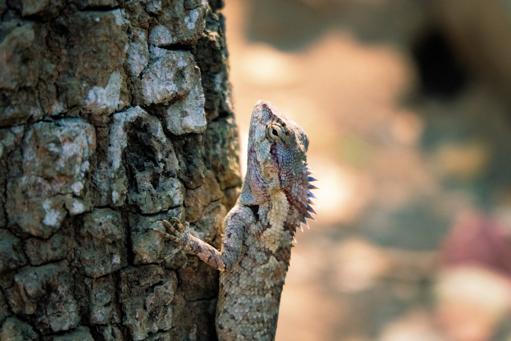 brown and gray lizard crawling on tree