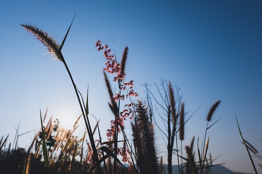 low angle photography of typha during daytime