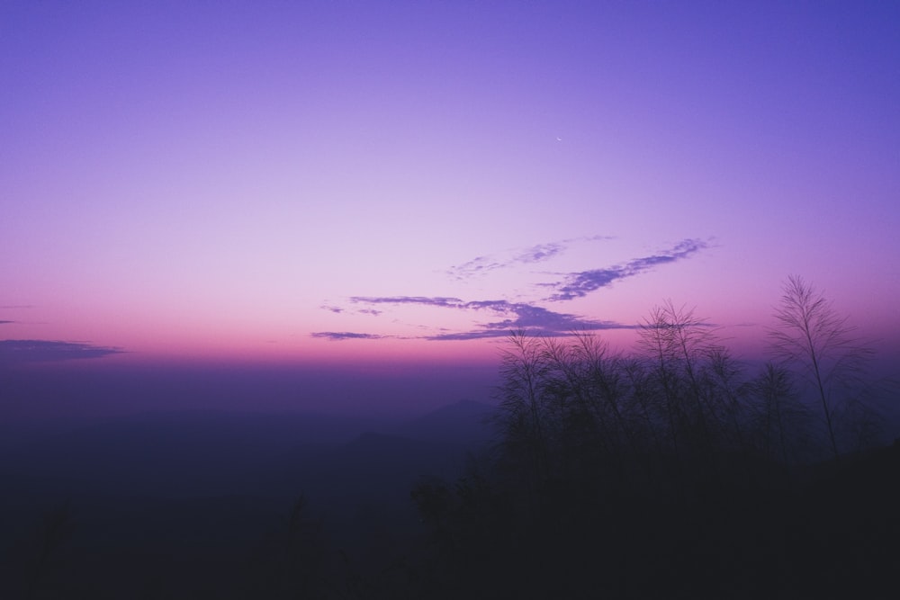 silhouette of trees during blue hour