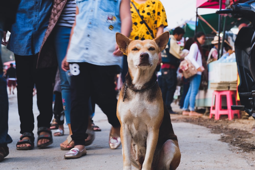 short-coated tan and black dog sitting near woman in black pants