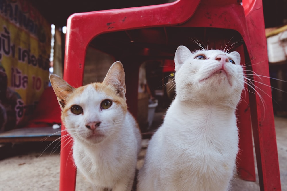 赤いモノブロックの椅子の下に座る2匹の白猫