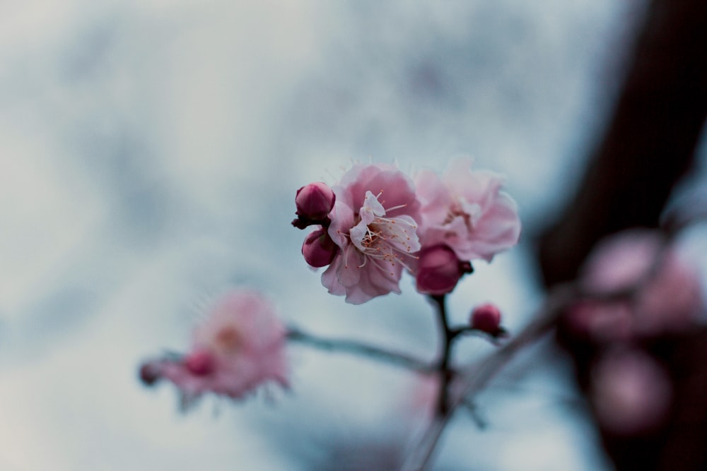 pink moth orchid