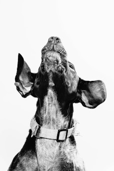 A black and white image of a dog looking upwards. The dog has large ears and is wearing a textured collar. The focus is on the dog's head and neck against a plain background.