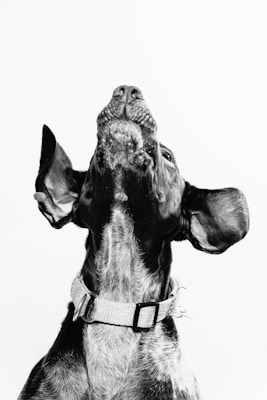 A black and white image of a dog looking upwards. The dog has large ears and is wearing a textured collar. The focus is on the dog's head and neck against a plain background.