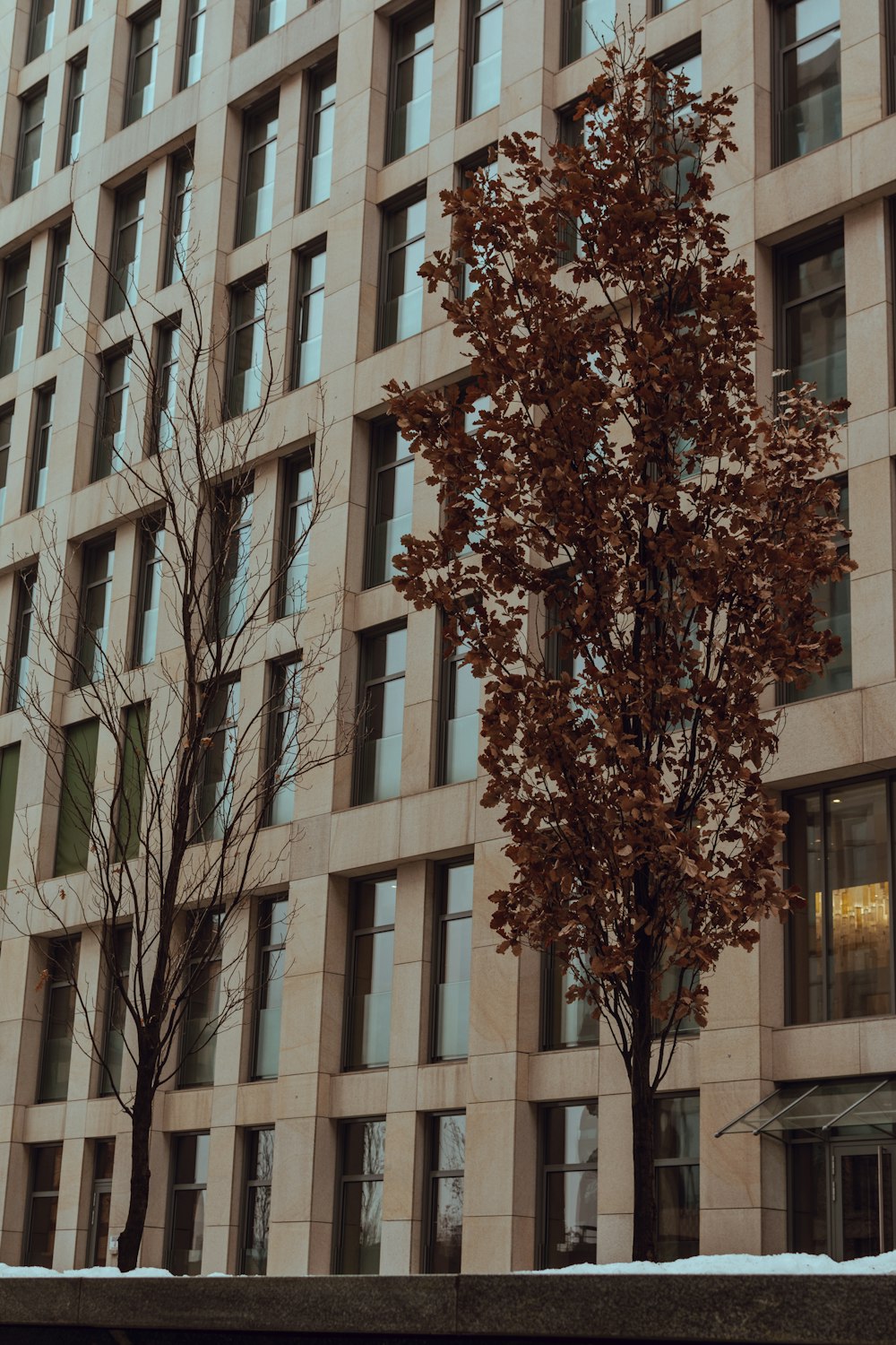 낮에는 갈색 콘크리트 건물 옆 갈색 시든 나무 근처의 갈색 잎 나무