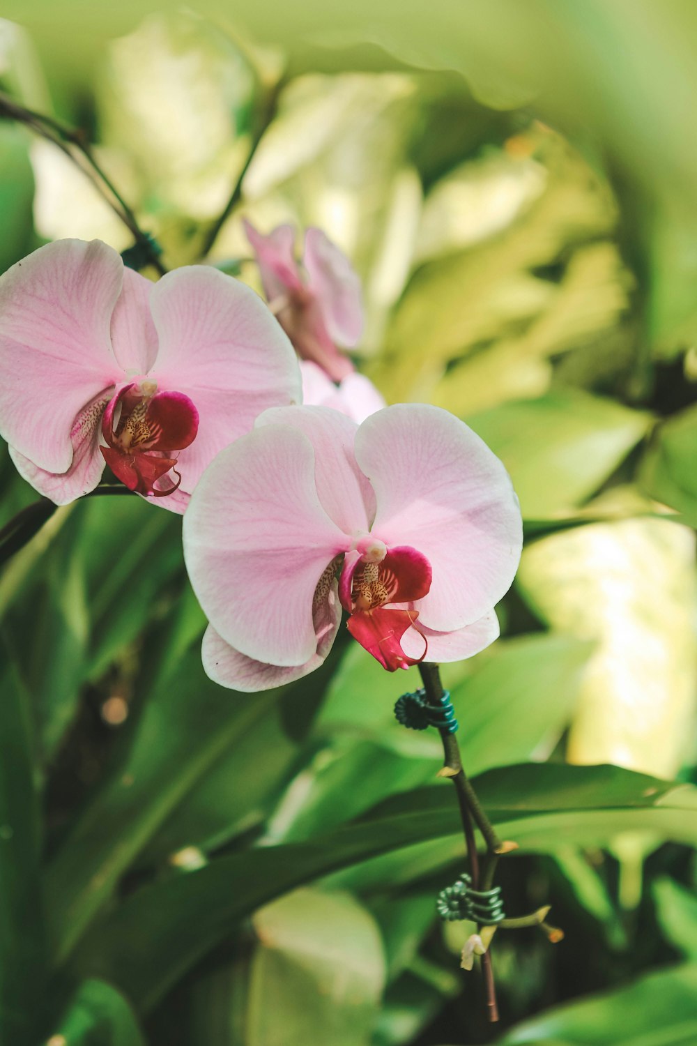 white moth orchid