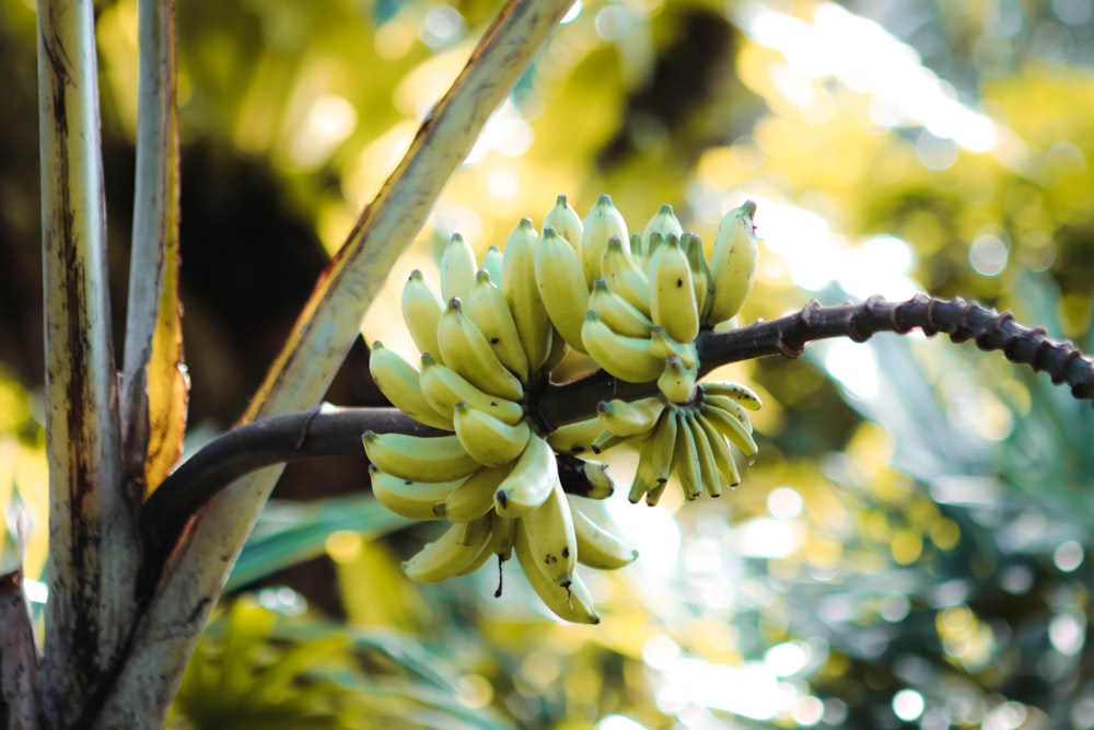 bunch of yellow bananas