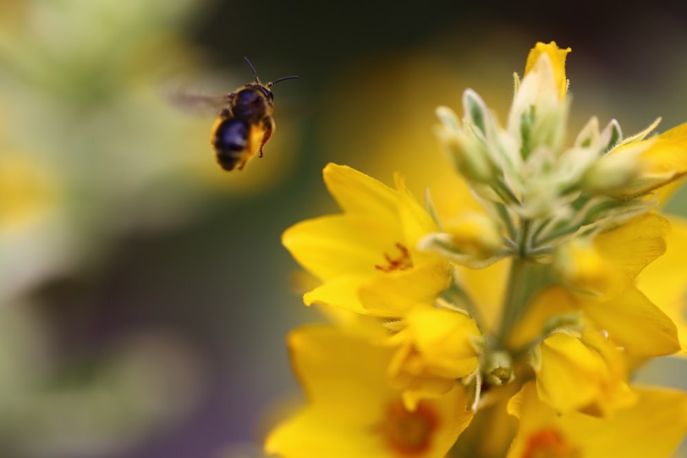abeja a punto de posarse en una flor amarilla