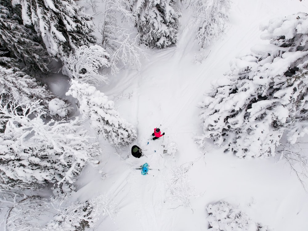 trees coated with snow