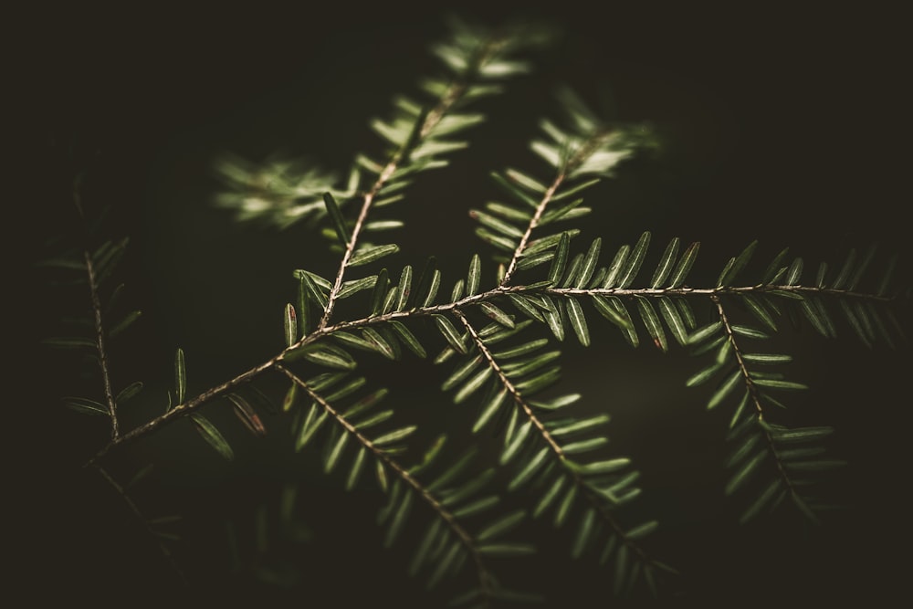 green linear-leafed plant