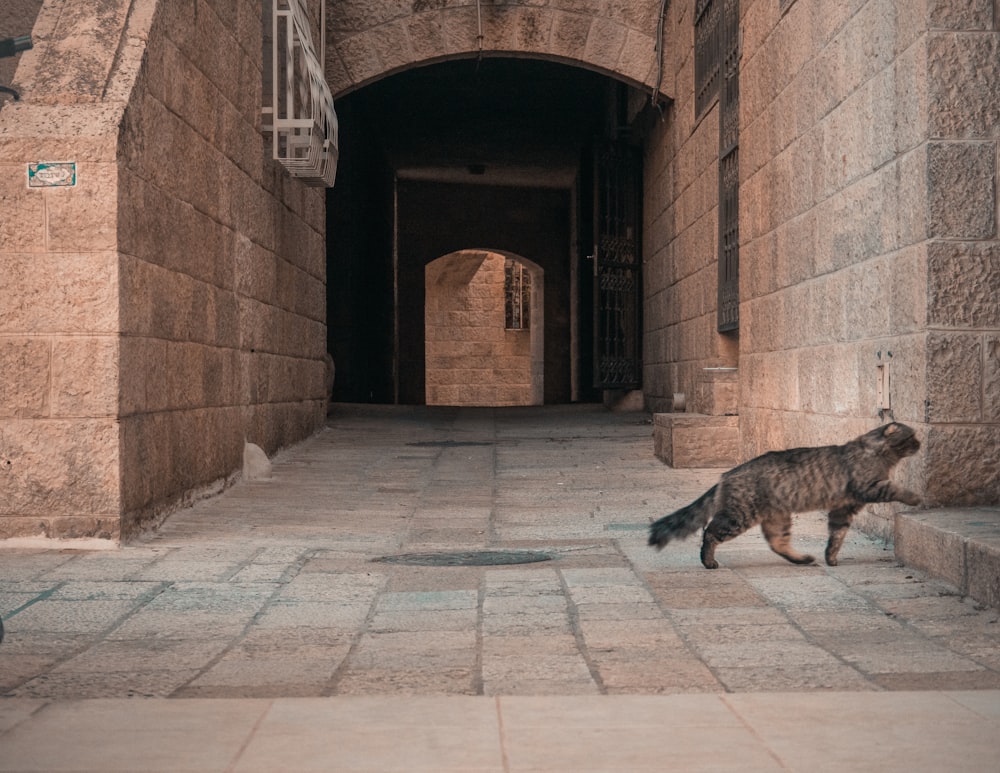 brown tabby cat crossing near alley during daytime