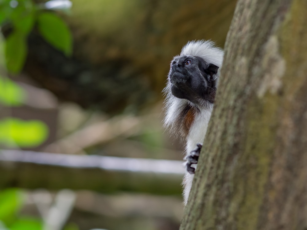 white-fur animal behind tree