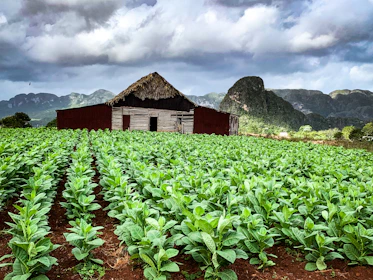 Rows of tobacco plants growing in a lush green field under blue skies.