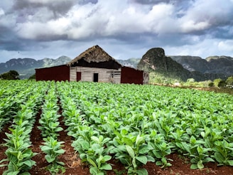 A vibrant tobacco field under a clear blue sky.