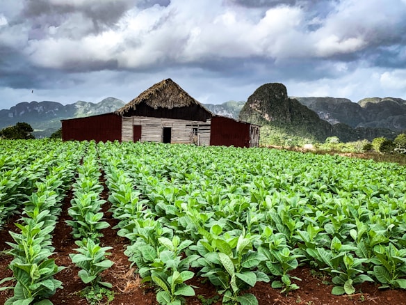 A lush tobacco field spreads in neat rows in the foreground, filled with vibrant green leaves. A rustic wooden barn with a straw roof stands in the middle of the field, with dramatic mountains and a cloudy sky forming the backdrop. The rich brown soil contrasts with the greenery, and a lone bird is seen flying above.