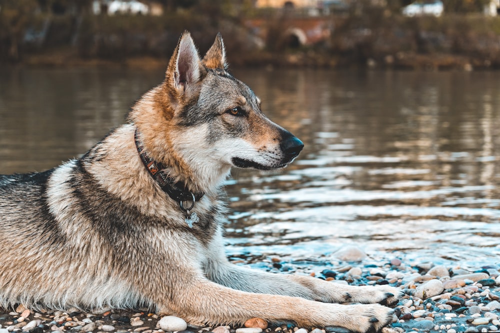 close-up photography of dog sitting beside calm water
