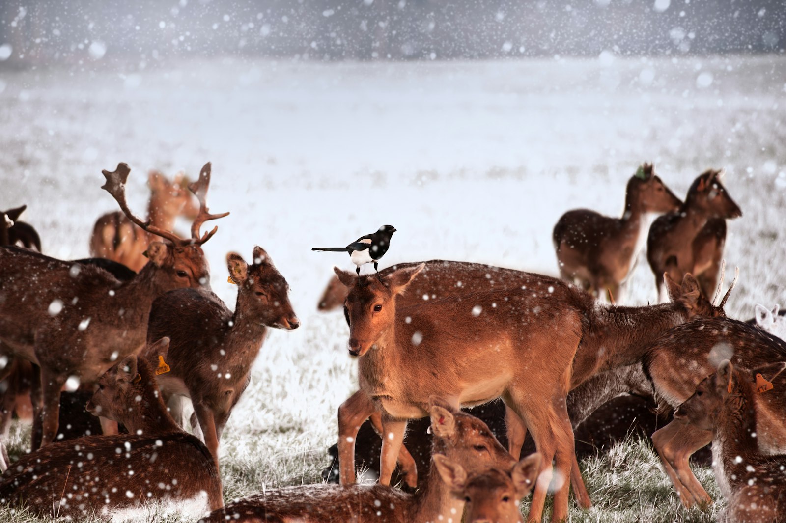 Nikon D700 + Sigma 70-300mm F4-5.6 APO DG Macro sample photo. Group of deer in photography