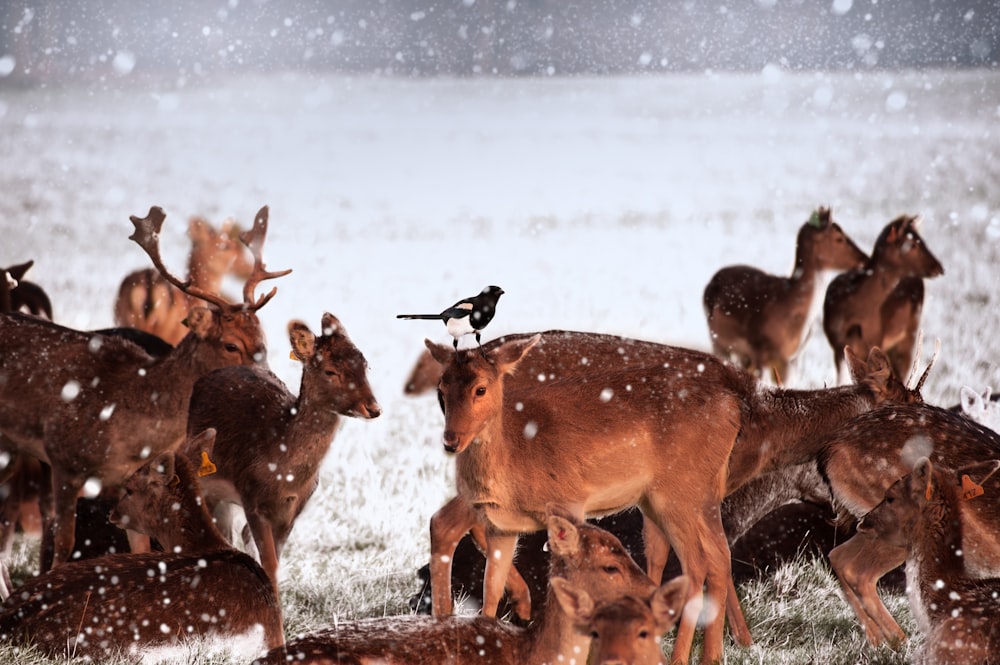 group of deer in snow surface