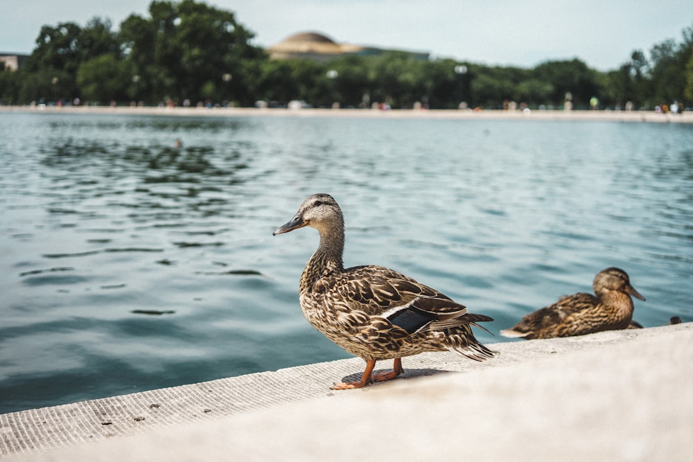 two brown ducks near body of water