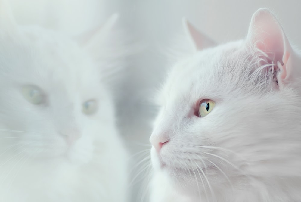 white cat