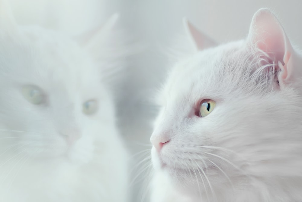 weiße Katze