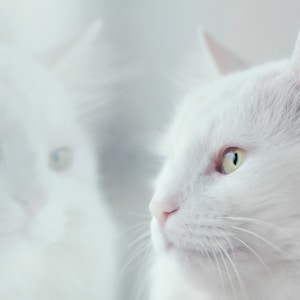 white cat