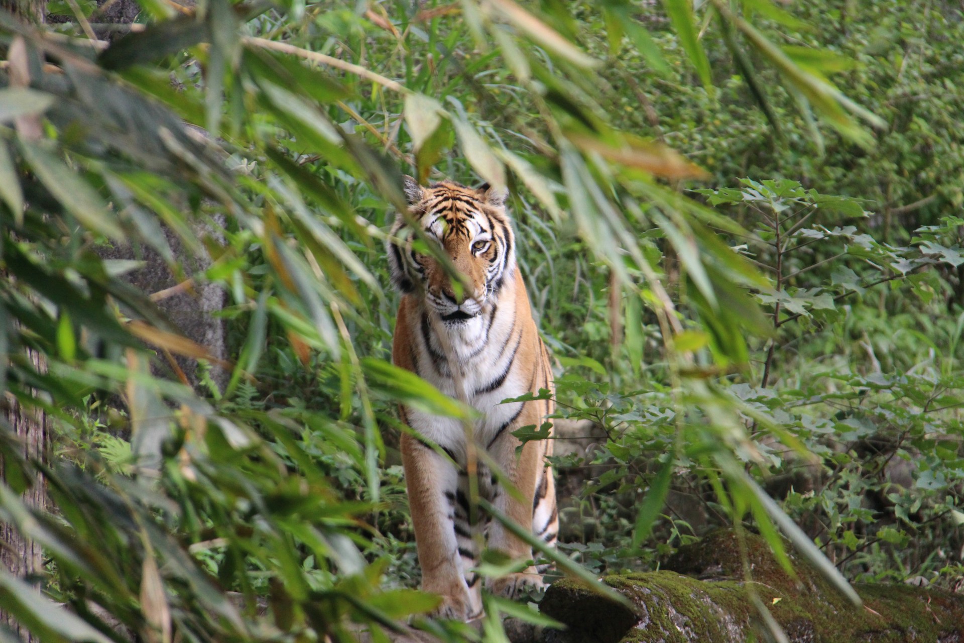 A majestic Bengal tiger peeking through the thick foliage, its eyes locked on the camera.