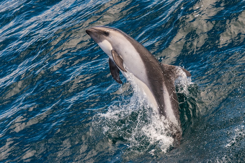 dolphin during daytime