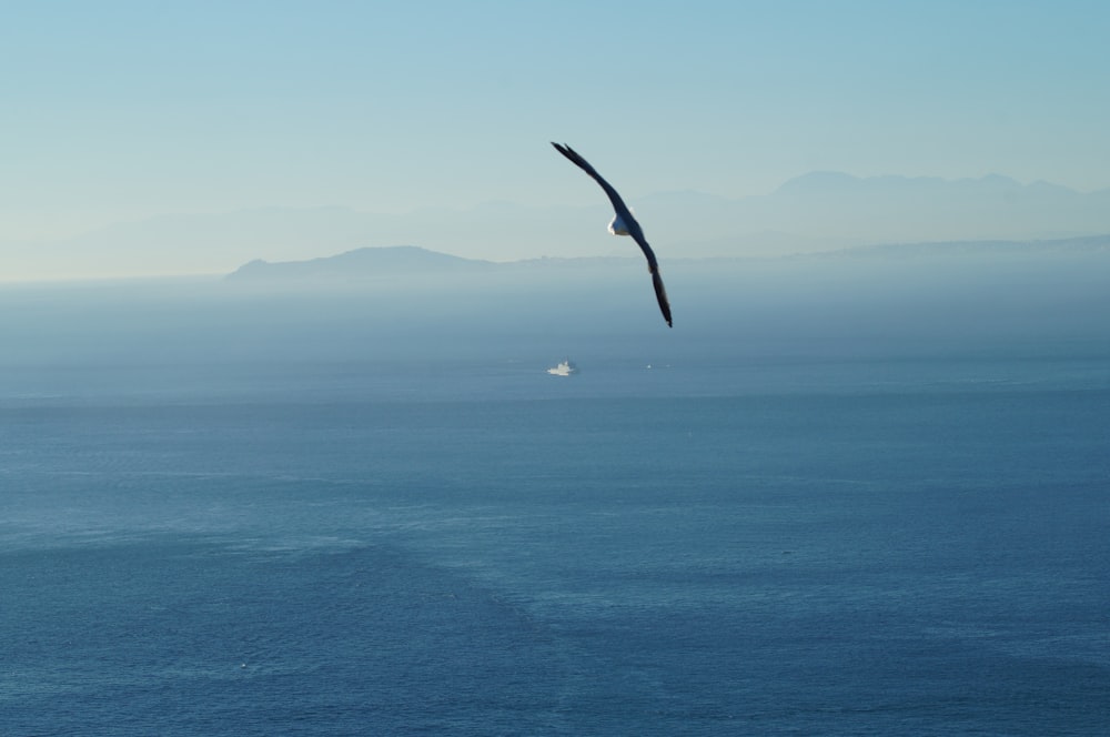 black bird flying above water